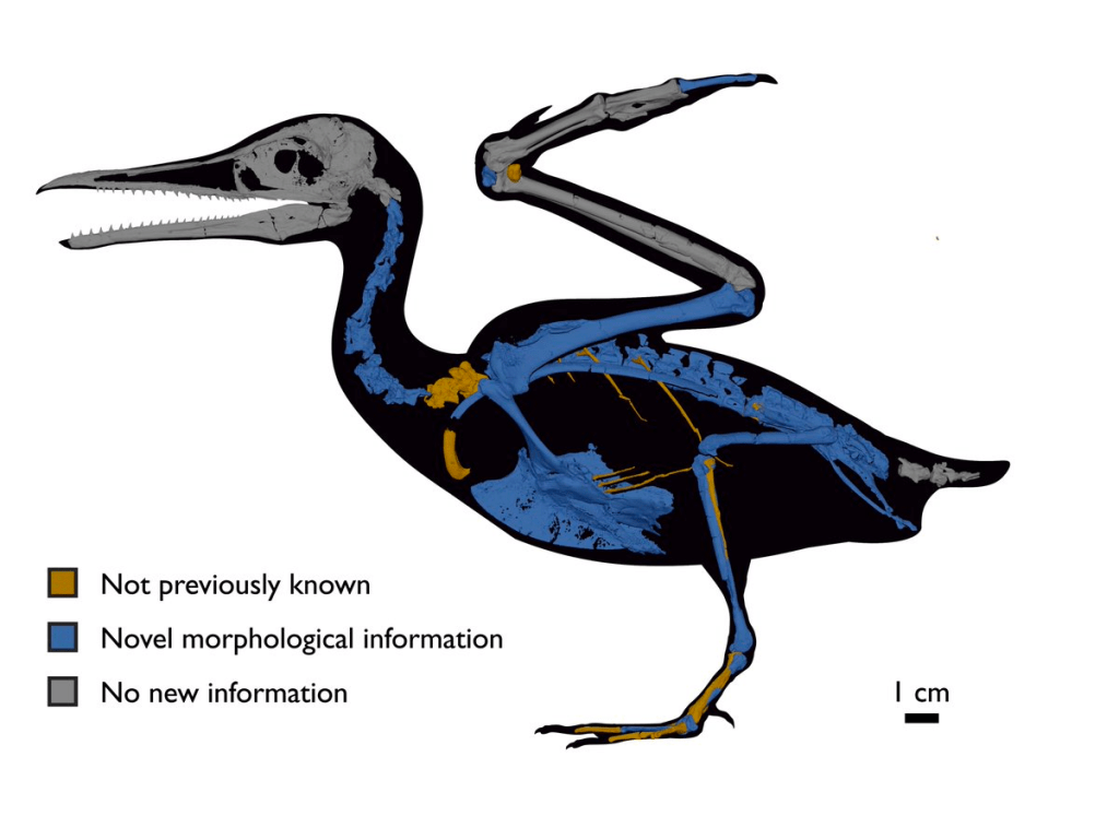 Reconstruction of Ichthyornis seabird highlighting which bones were not previously known/described prior to the study, as well as bones with new information added. 