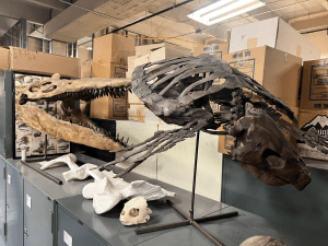 Juvenile (4 year old) Protostega sea turtle skeleton mount with a Megacephalosaurus plesiosaur skull mount behind it.