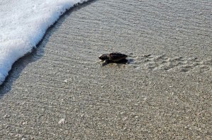 Baby loggerhead sea turtle heading to sea.